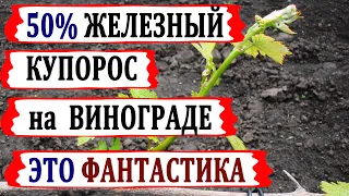 🍇 Искореняющая обработка 50% железным купоросом винограда! Просто забудьте об этих мифах.