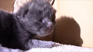 Kitten Opens Her Eyes for the First Time!