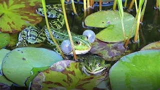 28.06.20 - Froschkonzert in unserem kleinen Teich