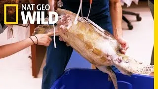 Turtles in Trouble | Animal ER