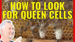 Beekeeping | What Are Drone Cells, Queen Cells & Worker Cells?