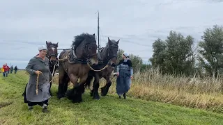 22 draft horses pull 24 boats - a unique spectacle