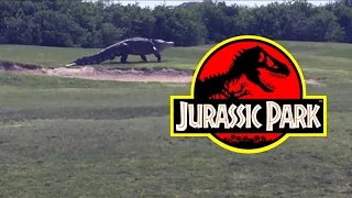 Giant gator walks in Jurassic Park Golf course