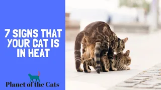 Signs That Your Female Cat Is In Heat | How To Tell If Your Cat Is In Heat