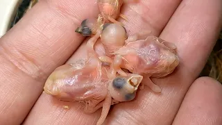 Hand Feeding Star Finch And Society finch Baby 20221016