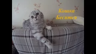 Кошка Бесится Одна Дома 🐱 Смешная Шотландская Вислоухая Кошка Хлоя Приколы с котами