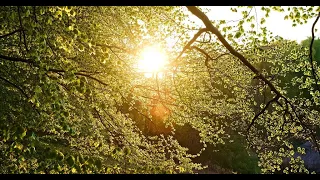 Calming, beautiful & uplifting Danish spring forest at Ganløse with songbirds, a 4K original video