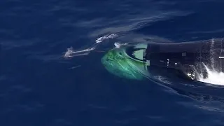 Dolphins take a morning swim with submarine