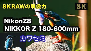 【NIKKOR Z 180-600mm f/5.6-6.3 VR＋Z8】カワセミ撮影、先日購入しました「Nikon Z8」を使用、8k映像( RAW）。1.4倍テレコンを装着。