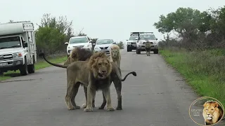 A Beautiful Reunion - Casper The White Lion And All His Brothers