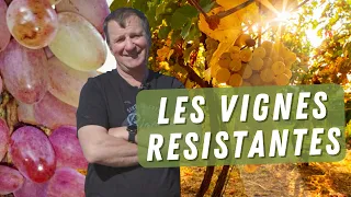 Les VIGNES résistantes aux maladies et les raisins de table