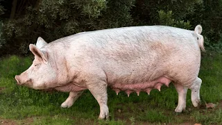 Mind-Blowing Pig Facts and Information You Won't Believe Exist!