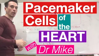 Pacemaker Cells of the Heart | Cardiology