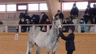 В Нурлате состоялся первый в республике открытый аукцион по продаже племенных лошадей