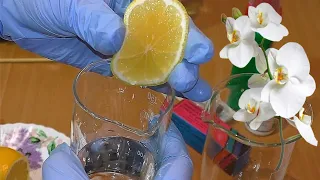 Что происходит Почему солемер реагирует на сок лимона 🍋 Нормы ppm для орх Тест TDS нашатырь и УДО👍