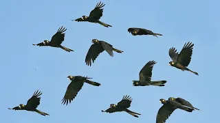 Funeral Cockatoo, Calyptorhynchus funereus, Yellow-tailed Black Cockatoo