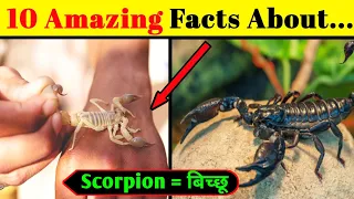 🤯 10 Amazing Facts About Scorpion 🤯| Facts In Hindi || Scorpion || Wild Universe