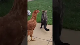Funny videos 2023 Chickens and cats touch TikTok 🤣🤣🤣😱#bctvus #like #tiktok #123go #shorts