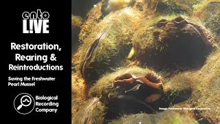 Restoration, Rearing & Reintroductions: Saving the Freshwater Pearl Mussel