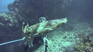 Селфи с каракатицей | Selfie with Cuttlefish at Richelieu Rock | Diving Surin Marine Park, Thailand