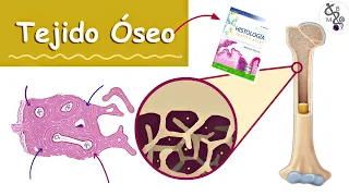 Tejido Óseo (Hueso) | Histología Ross | Medicina