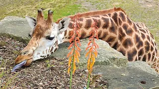 Dublin Zoo Park, Ireland, Walking Tour