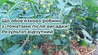 Що обов'язково робимо з  томатами після висадки! Результат відчутний!