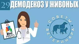 Демодекоз или подкожный клещь у животных | Что такое демодекоз ? | Советы Ветеринара