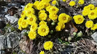 COLTSFOOT and BEES