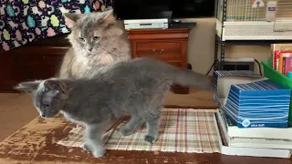 Cat disciplining kitten!