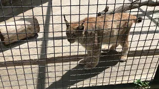 В Тайгане даже осторожные рыси полюбили посетителей! Beautiful lynxes in Taigan!