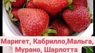 КЛУБНИКА. МАРИГЕТ, КАБРИЛЛО, МАЛЬГА, МУРАНО, ШАРЛОТТА. От каких сортов будем отказываться?