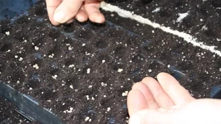 Multisowing modules to save time, compost and greenhouse space