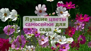 Лучшие цветы самосейки для сада (или топ цветов самосевок)😊