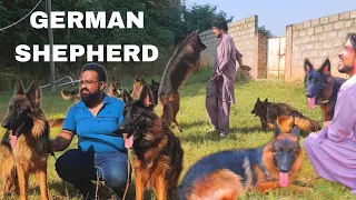 Best Quality German Shepherd in Punjab | Black GSD | @Punjabpets  @animalhub381