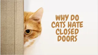 Why Do Cats Hate Closed Doors