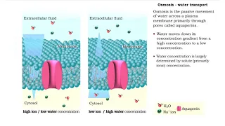 Osmosis - water transport