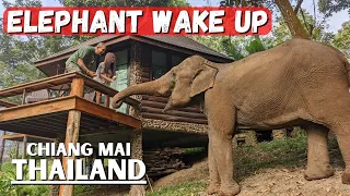 Once In A Lifetime Elephant Experience in Chiang Mai, Thailand | Tawan Riverside Elephant Resort 🇹🇭