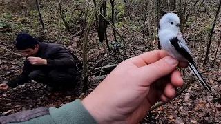 Ловля певчих птиц в лесу