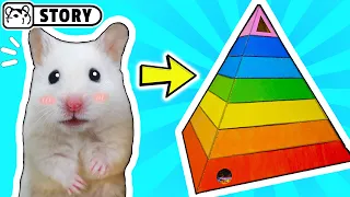 🐹 Rainbow Pyramid Hamster Maze 🐹 Homura Ham
