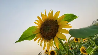 Sunflower Garden | Cinematic Video