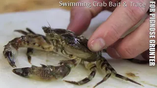 Swimming Crab for Pignose Grunter | ASFN Baits & Traces