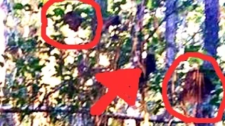 Dogman fights bigfoot; Real SQUATCH HEADS in trees to mark territory