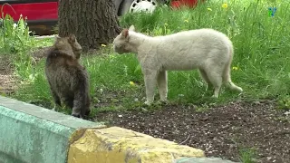 Cats . Кошки. Кошачьи разборки 2. Бой котов.Cat fight