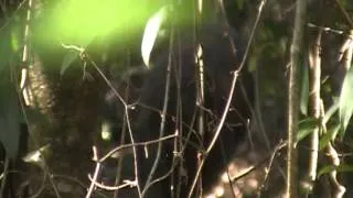 Lyre Bird in the Wild  Competing for Female 17 10 2012