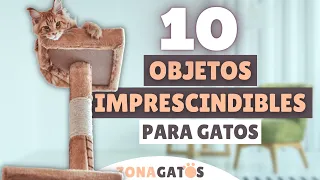 Qué NECESITA un gato: 10 objetos IMPRESCINDIBLES ✔️