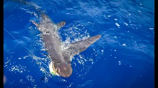 Massive SHARK that looks like an ALIEN!!! {Catch Clean Cook} Big Eye Thresher Shark