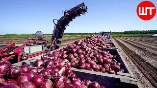How Millions Of Onions Are Harvested & Processed | Incredible Onion Processing Factory