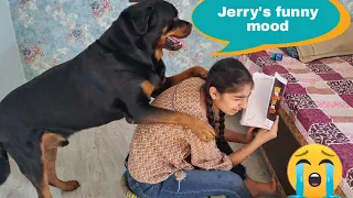 My dog is in a mood of fun | Irritating anshu | funny dog videos | Rottweiler dog