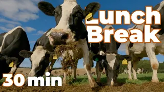 Lunch Break with Cows - 30 minutes of moo food